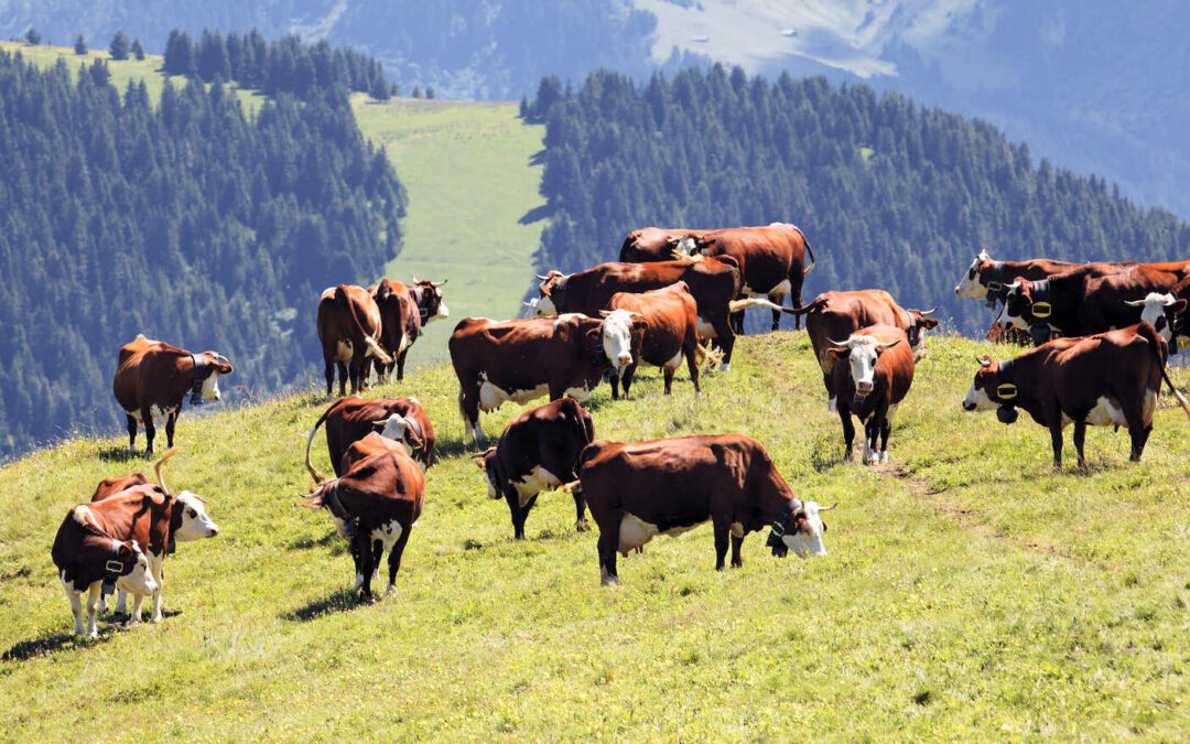 Le 5 razze bovine che producono la carne più ambita del pianeta: dai pascoli più verdi ai sapori più rari