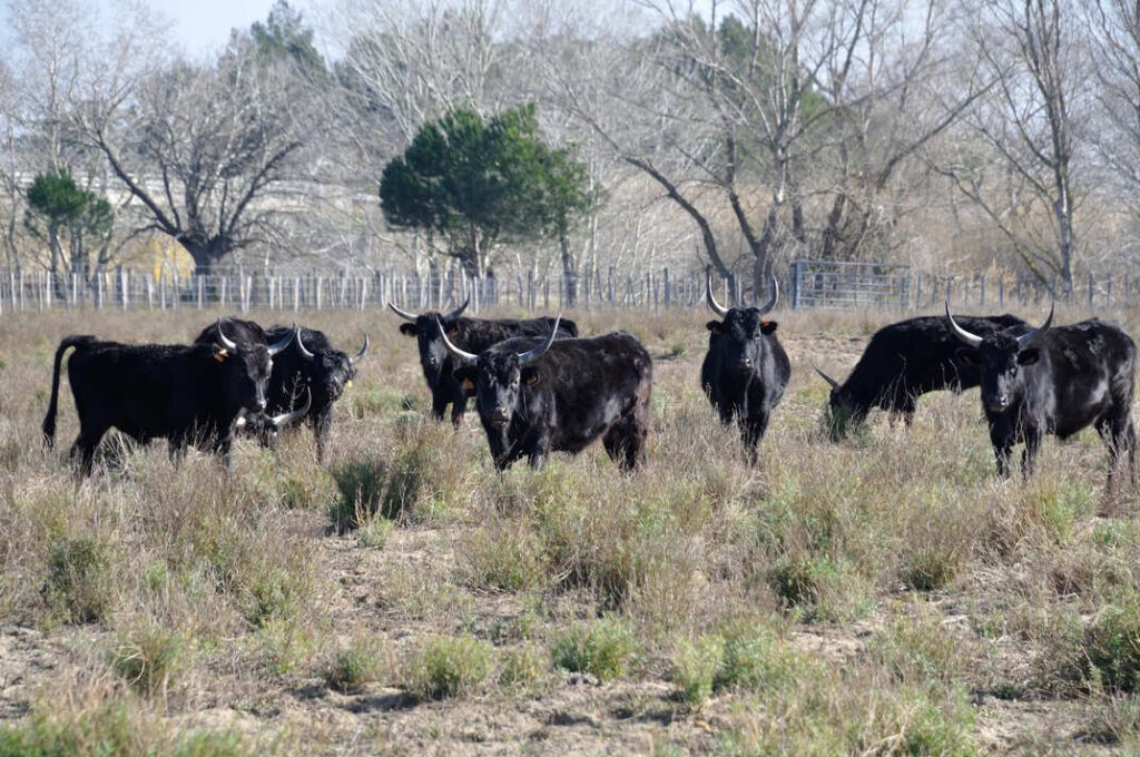 bovini Matsusaka al pascolo