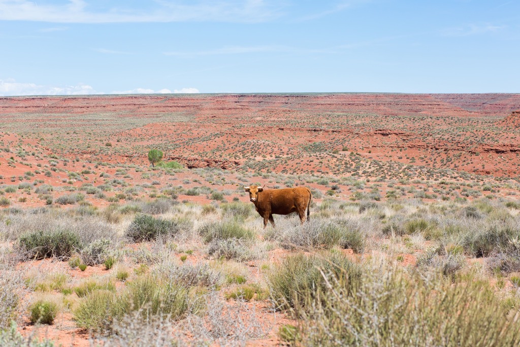 Blackmore australiano