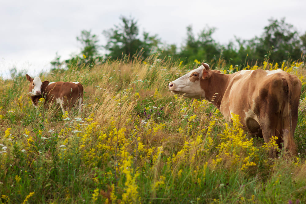 Il piacere proibito dei veri carnivori? La carne grass-fed: più nutrienti, più gusto, più benessere